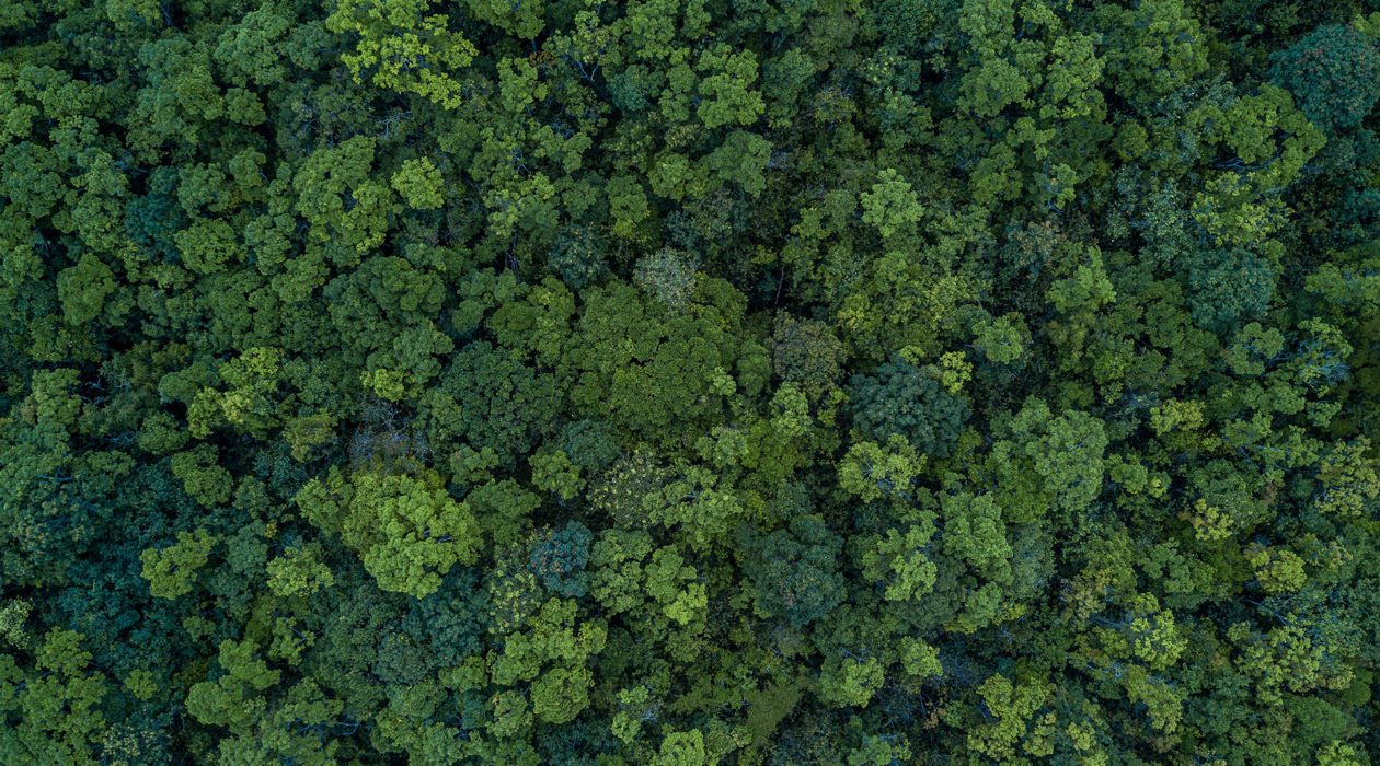 Wald von oben - Tag des Waldes