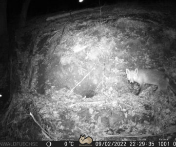 Wildkamera: Fuchs vor seinem Bau bzw. Dachsbau